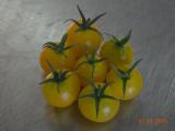 pomodoro ciliegino giallo