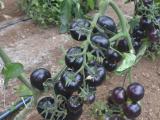 sun black 2016