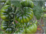 pomodoro marinda