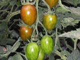 Pomodoro Tigrato - La Natura In Tavola