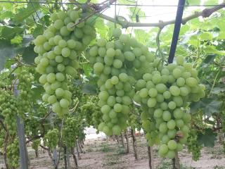 Uva Vittoria - La Natura In Tavola