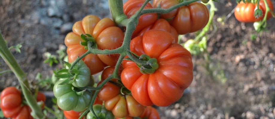 Produzioni d'eccellenza in corso, esplorate i prodotti