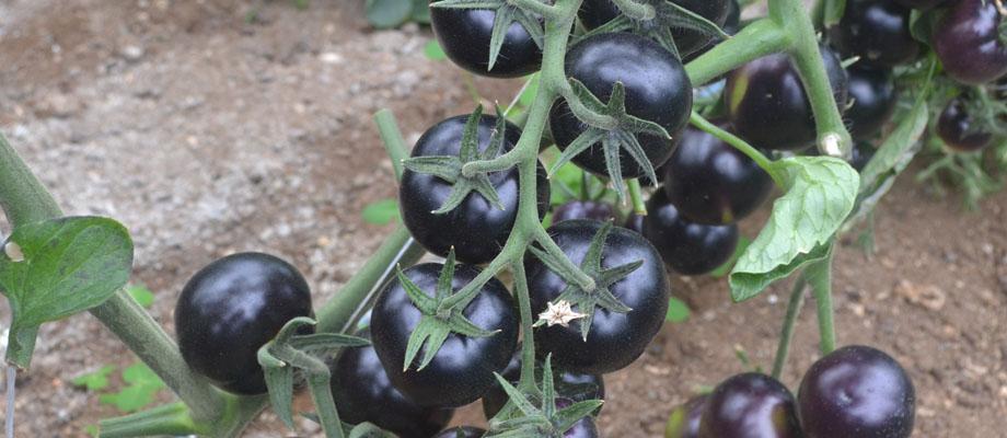 Sun Black